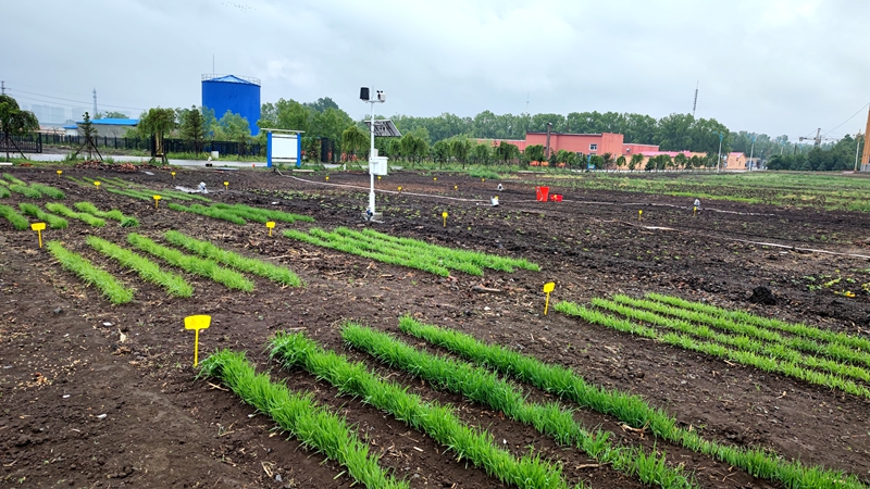 1623140299683504.jpg 农田1_副本.jpg